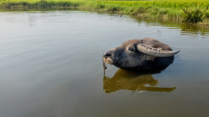 An Asian water buffalo cooling off in a tranquil pond, representing rural life and agricultural practices in Southeast Asia