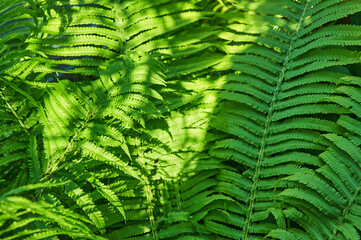 Naklejka premium Beautiful fern leaves, natural leafy natural fern background in sunlight.