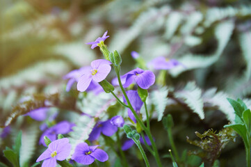 Fototapeta premium Purple wild flower in the garden 
