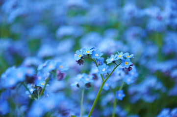 Blue forget me not flowers, spring flowering season. Floral background