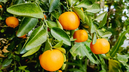 Ripe oranges hanging on a tree symbolize abundance and prosperity in Chinese New Year celebrations