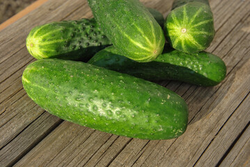 fresh cucumbers on a wooden table. cucumbers from the farm garden