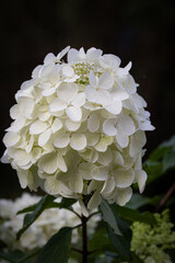 Close-up Hydrangea paniculata. A white hydrangea macro photography inflorescences of bobo panicled hydrangea abstract white dark background.