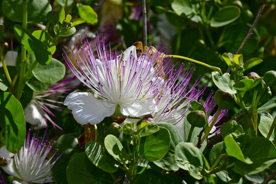 Bl&uuml;te der Kaper / Echter Kapernstrauch // Flower of the caper / Caper bush (Capparis spinosa)