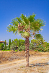 Einzelne Single Palme freistehend auf Zypern in mediterranem Land