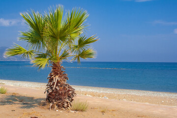 Einzelne Palme am Strand vor dem Meer