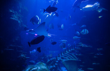 Fototapeta premium Sea marine life with fishes and manta ray in huge aquarium