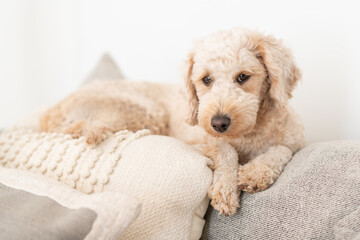 A Female Mini Golden Doodle Laying on Couch and Pillows