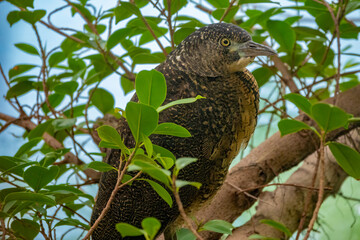 Closeup of a juvenile Black-crowned night-heron (Nycticorax nycticorax), Beitou, Taipei, Taiwan