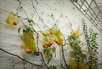 Peach trees with yellow net bags catching falling fruit
