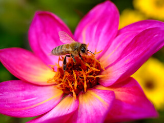 Macro of honey bee (Apis) gathering on magenta dahlia flower