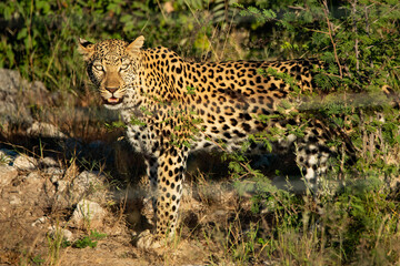 Beautiful leopard in African wilderness