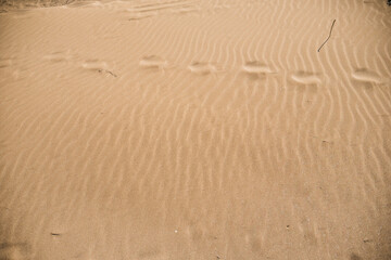 Steps in the sand on the beach.