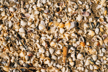 Empty shells on the beach brought by the tide.