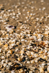 Empty shells on the beach brought by the tide.