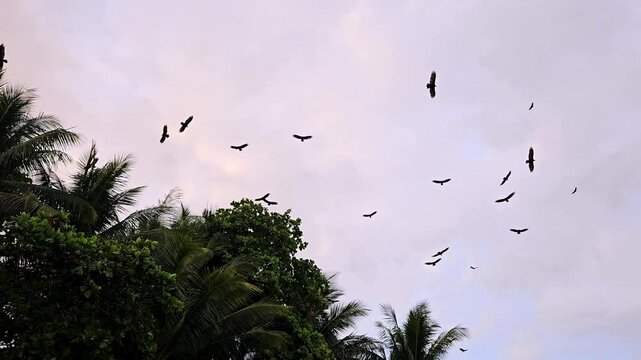 Group of birds flying above the Tambor beach in Costa Rica during the sunset.