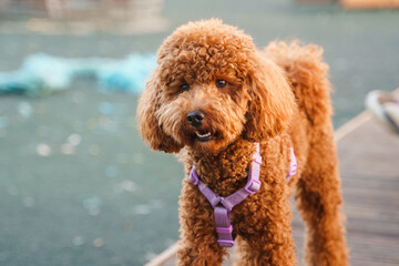 A brown Maltese dog or a poodle, walking outdoors