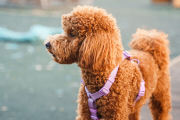 A brown Maltese dog or a poodle, walking outdoors