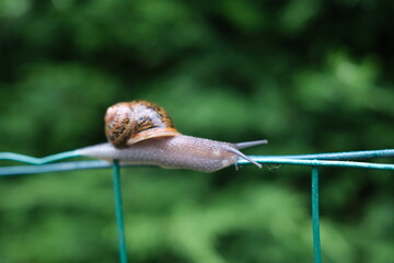 wet Snail on fence
