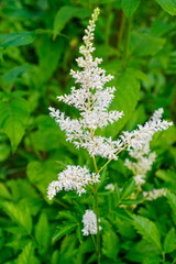 A white astilbe flower growing in an ornamental garden. Gardening.