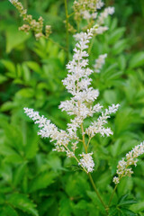 A white astilbe flower growing in an ornamental garden. Gardening.