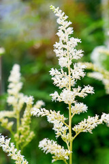 Astilbe belaya flowers growing in an ornamental garden. Gardening.