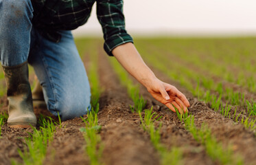 Female hand touching green leaves of young wheat in the field close-up. Woman agronomist examining plant sprout. Concept of natural farming, agriculture.