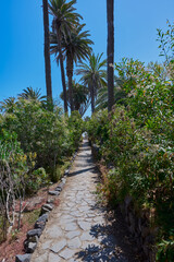 Obraz premium Alley among palm trees in Los Realejos Tenerife Spain
