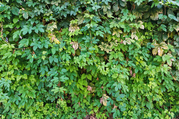 Leaf background. Climber plant pattern. Creeper plant texture. Gedge bush background. Natural summer wall. Home outdoor decoration. Green leaves texture.