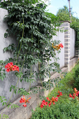 Campsis creeper grows in the garden
