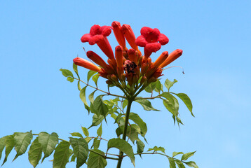 Campsis creeper grows in the garden
