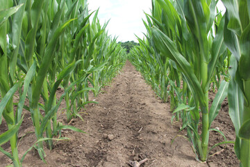 Fototapeta premium Young corn grows on the farmer's field.