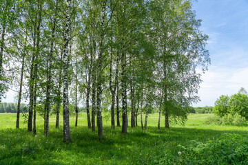 Obraz premium Birch Grove