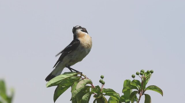  A male whinchat sits atop the bush with a blue-grey background and calls toward the camera lens on a sunny summer day. 