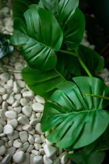 a plant with green leaves