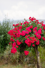 red roses in the garden