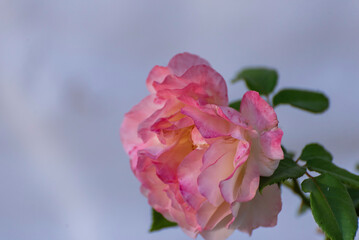 pink rose flower