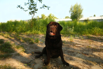 Close up portrait of a brown labrador on the beach