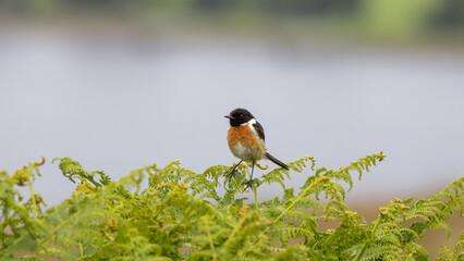 Male European stonechat (Saxicola rubicola) perched on the bush branch, with bright background, highlands, Scotland