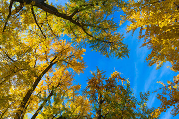 Autumn background landscape. Yellow color foliage in fall forest. Autumn nature scene. Forest tree top. Tree top in autumn. Tree in the fall forest. Beauty of nature