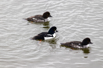 Barrow's Goldeneye Swimming in Natural Environment.