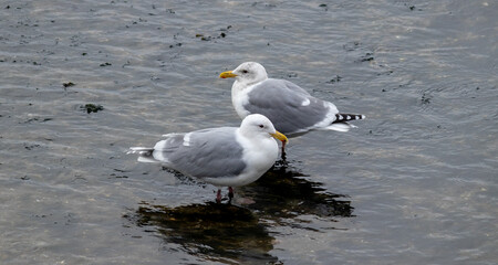 Majestic Seagull by the Seattle Shore.	