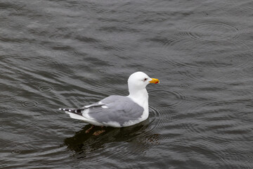 Majestic Seagull by the Seattle Shore.	