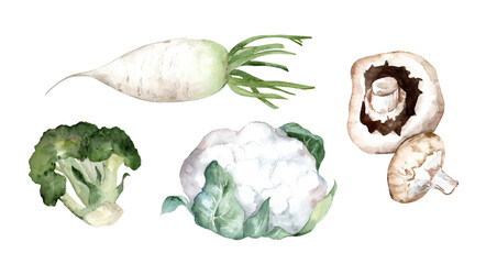 Set of watercolor illustrations of green vegetables. Collection of drawings of cauliflower, broccoli and champignons isolated on  white background. Vegetarian market. Menu and cafe design