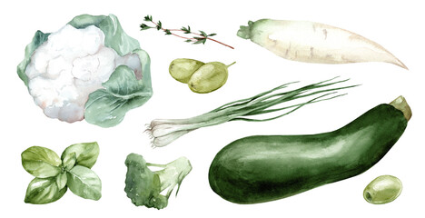 Set of watercolor illustrations of green vegetables. Collection of drawings of zucchini, broccoli and herbs isolated on white background. Vegetarian market. Menu and cafe design