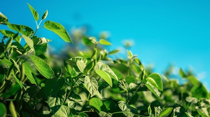 Obraz premium Sunlit green bean plants in a sunny garden. Concept of agriculture, farming, sunlight, plant growth
