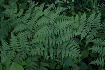 一面に広がる緑豊かなシダ植物