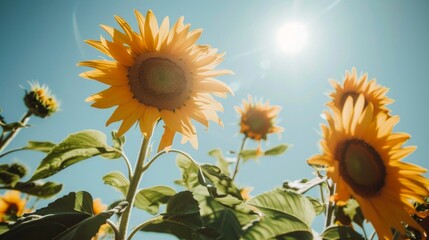 Bright sunflowers with green leaves under a clear blue sky. Concept of summer flowers, nature beauty, growth, sunny day