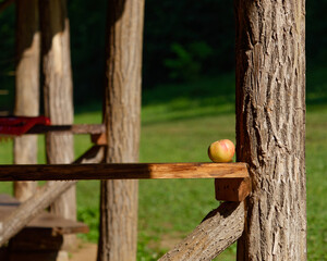 Apple placed on a wooden shelf beside tree on a sunlit porch