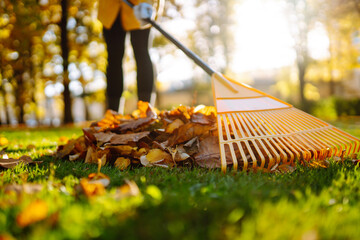 Cleaning up autumn fallen leaves. A pile of fallen leaves is collected with a rake on the lawn in the park. Concept of volunteering, cleaning, ecology.